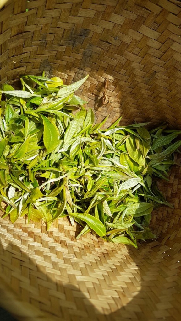 PÀO CHÁ