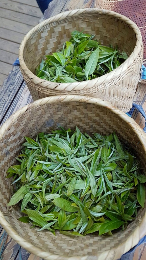 PÀO CHÁ