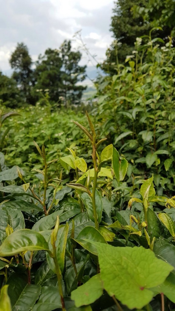 PÀO CHÁ