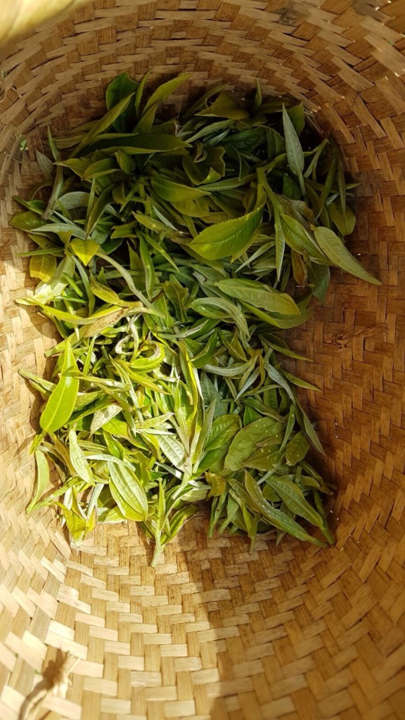 PÀO CHÁ