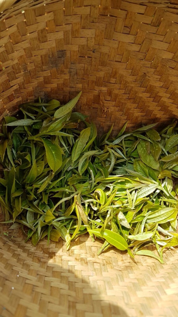 PÀO CHÁ
