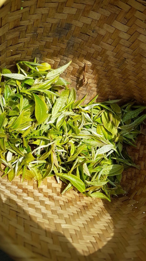 PÀO CHÁ