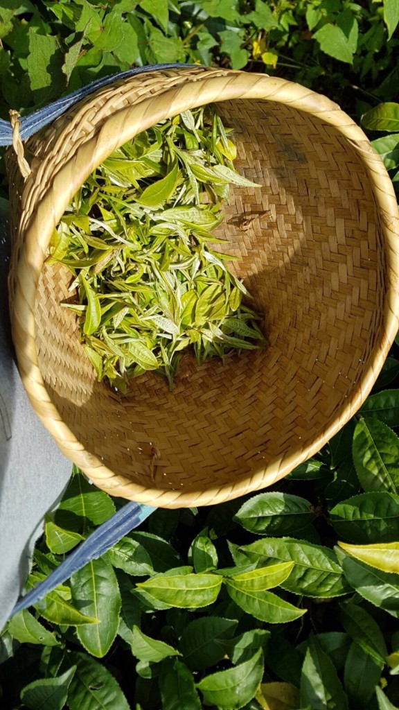 PÀO CHÁ