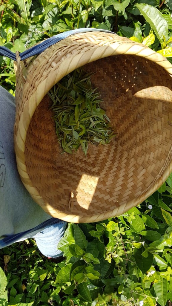 PÀO CHÁ