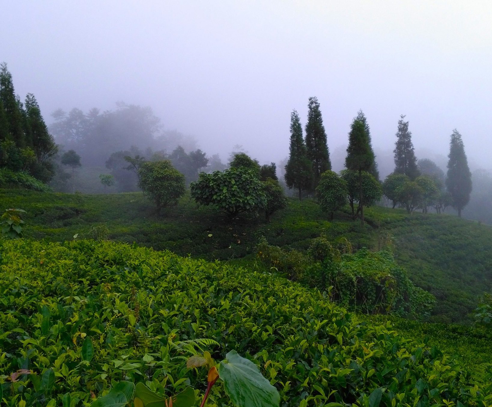 Thé Blanc Parfumé Harmonie - plantation de Sakhejung