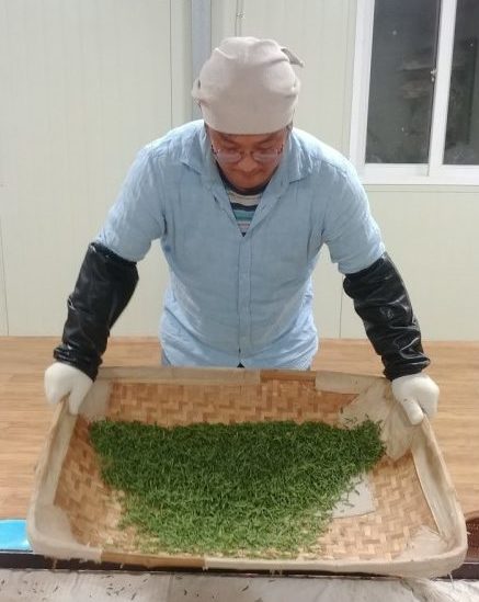 Thé Vert Corée du Sud Jukro