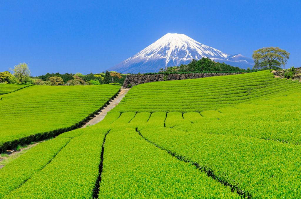 Shizuoka Japon