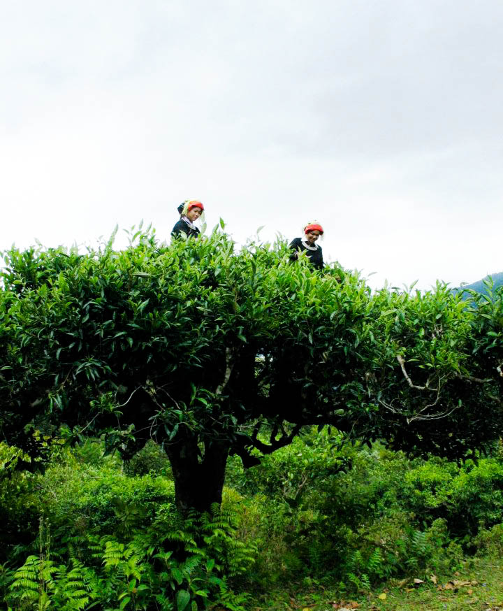 Les théiers shan du Vietnam