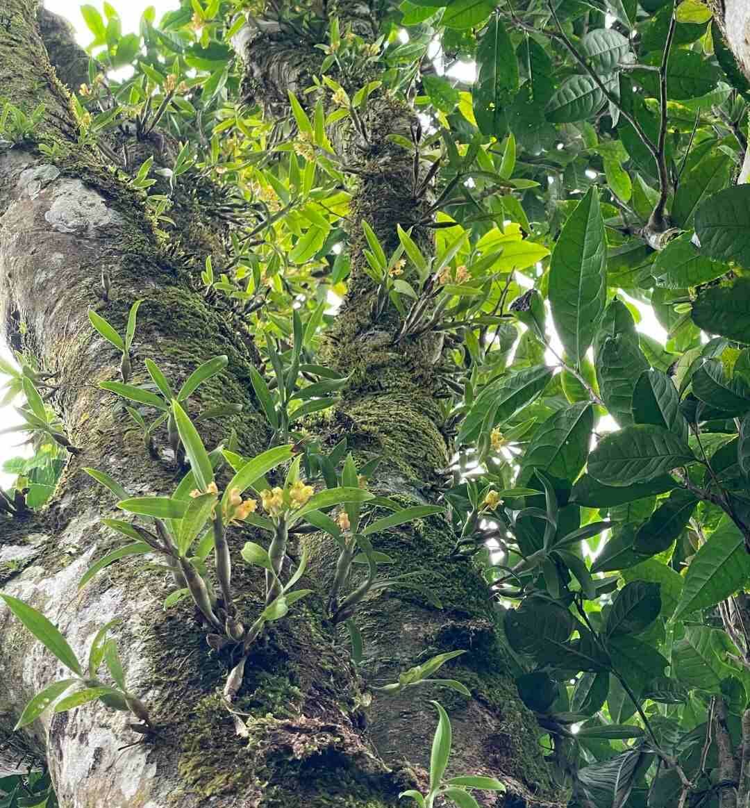 Théier sauvage de Ho Thau dit 'théier des fées'
