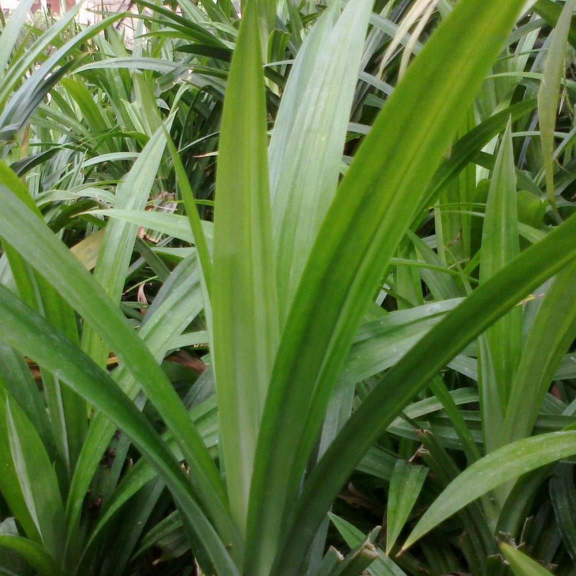 Feuilles de Pandan