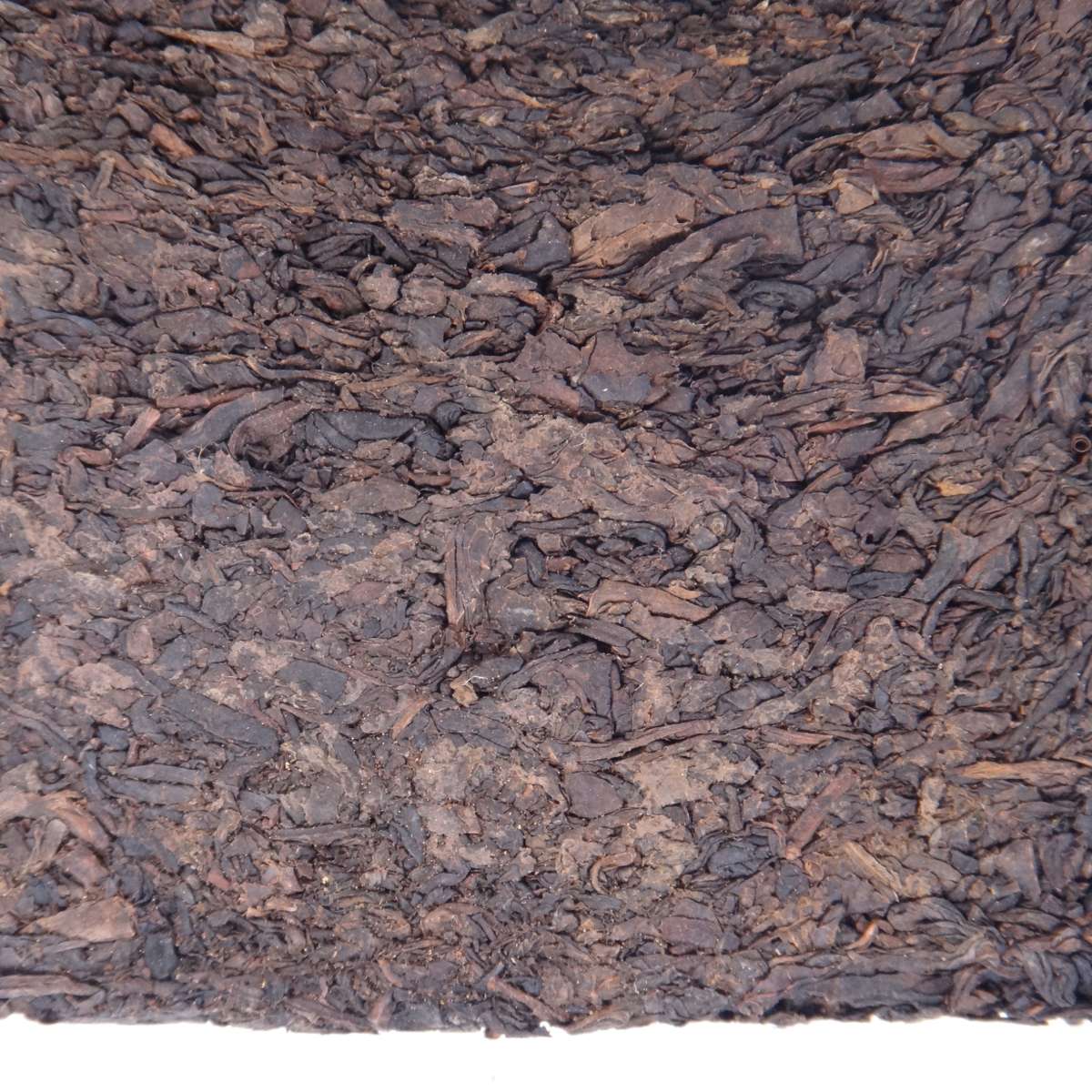 Fu Zhuan Cha 2019 - Tian Jian (2)