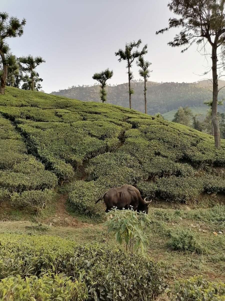 Glendale Tea Garden
