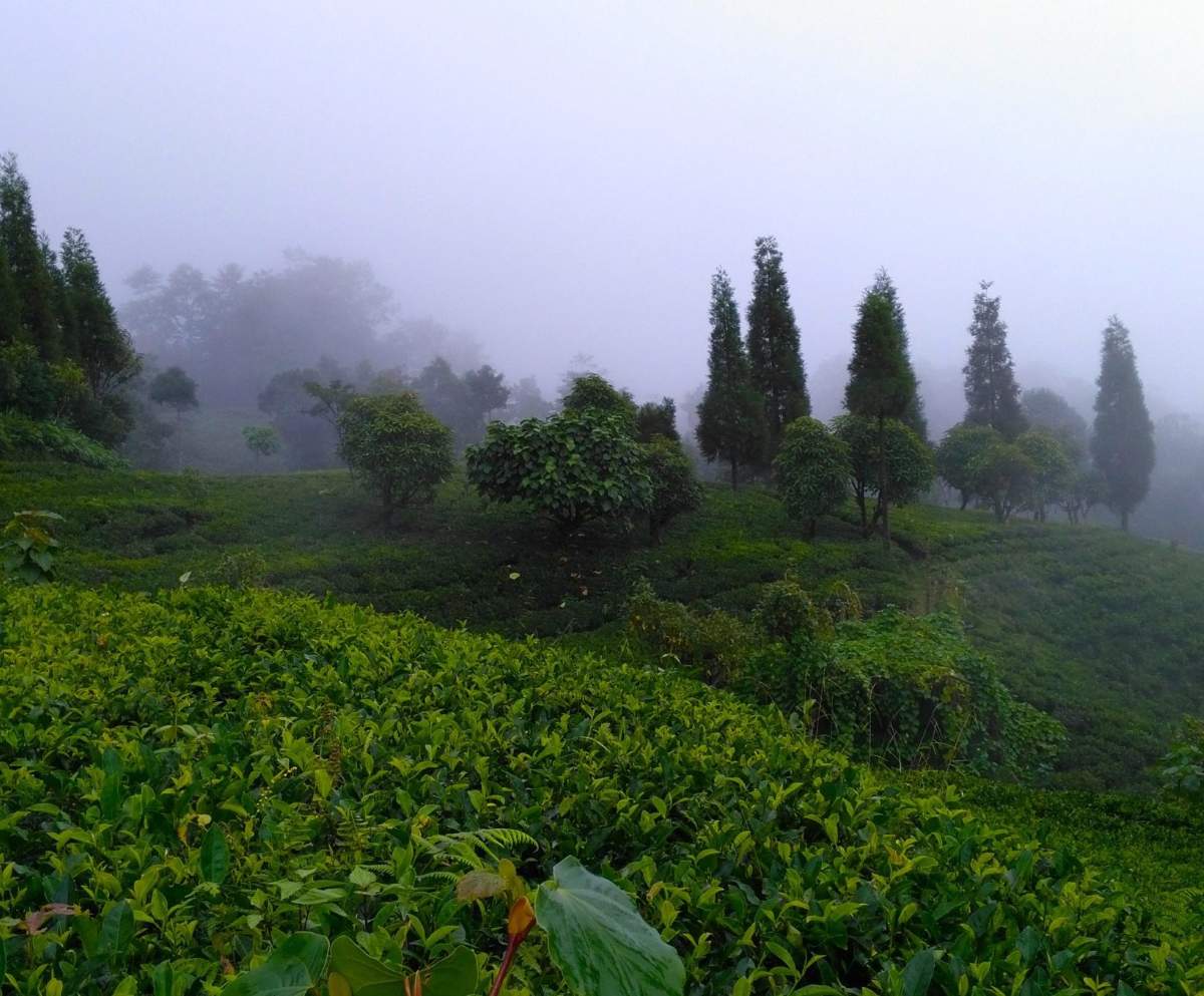 Plantation de Sakhejung