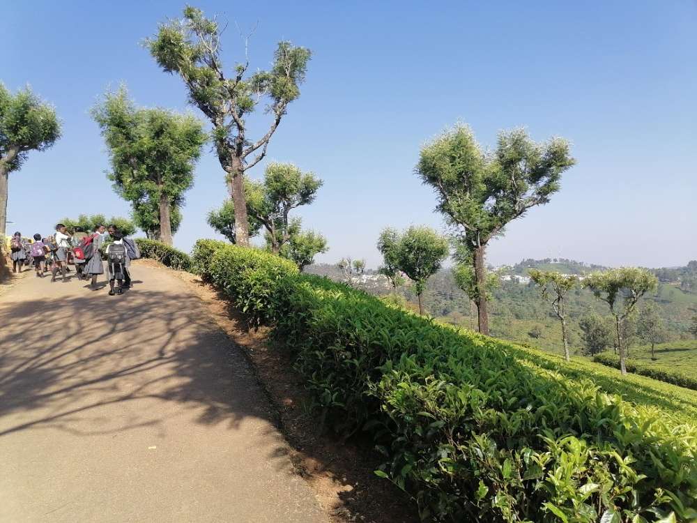 Thés des Nilgiris dans le jardin de Chamraj en altitude