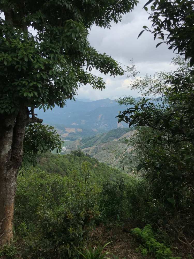 Dancong Wudong Vieux Théiers (2)