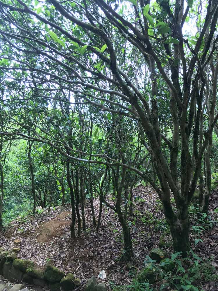 Dancong Wudong Vieux Théiers