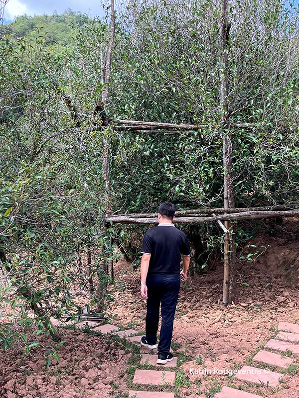 Dasunshan - Structure en Bambou pour la cueillette