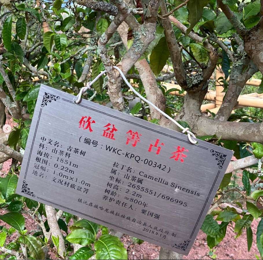 Kanpenqing - Identification des théiers par plaque