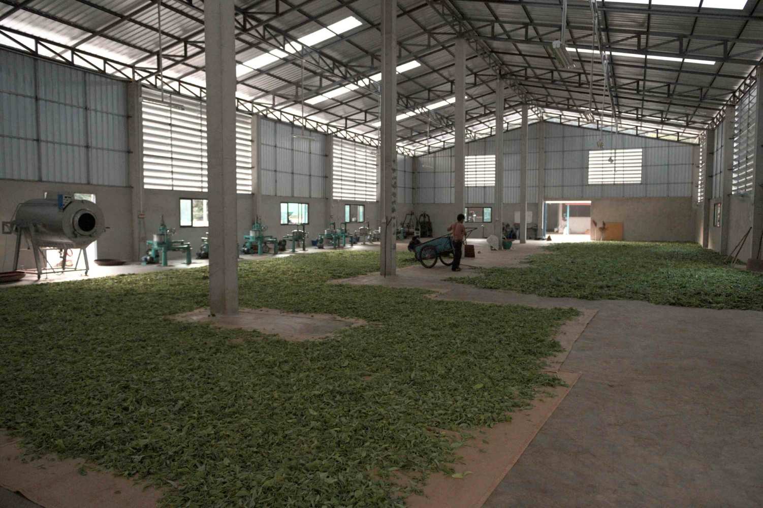 Pu'er Brut Vieilli Tian You Printemps 2013 - Fletrissage