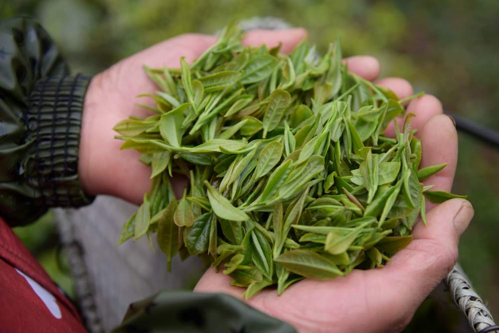 Thé Vert Nanyue Yunwu Feuilles Fraîches