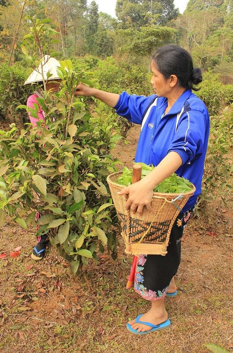 Thé du Laos, Thé Blanc de Madame Bua Li Lam.