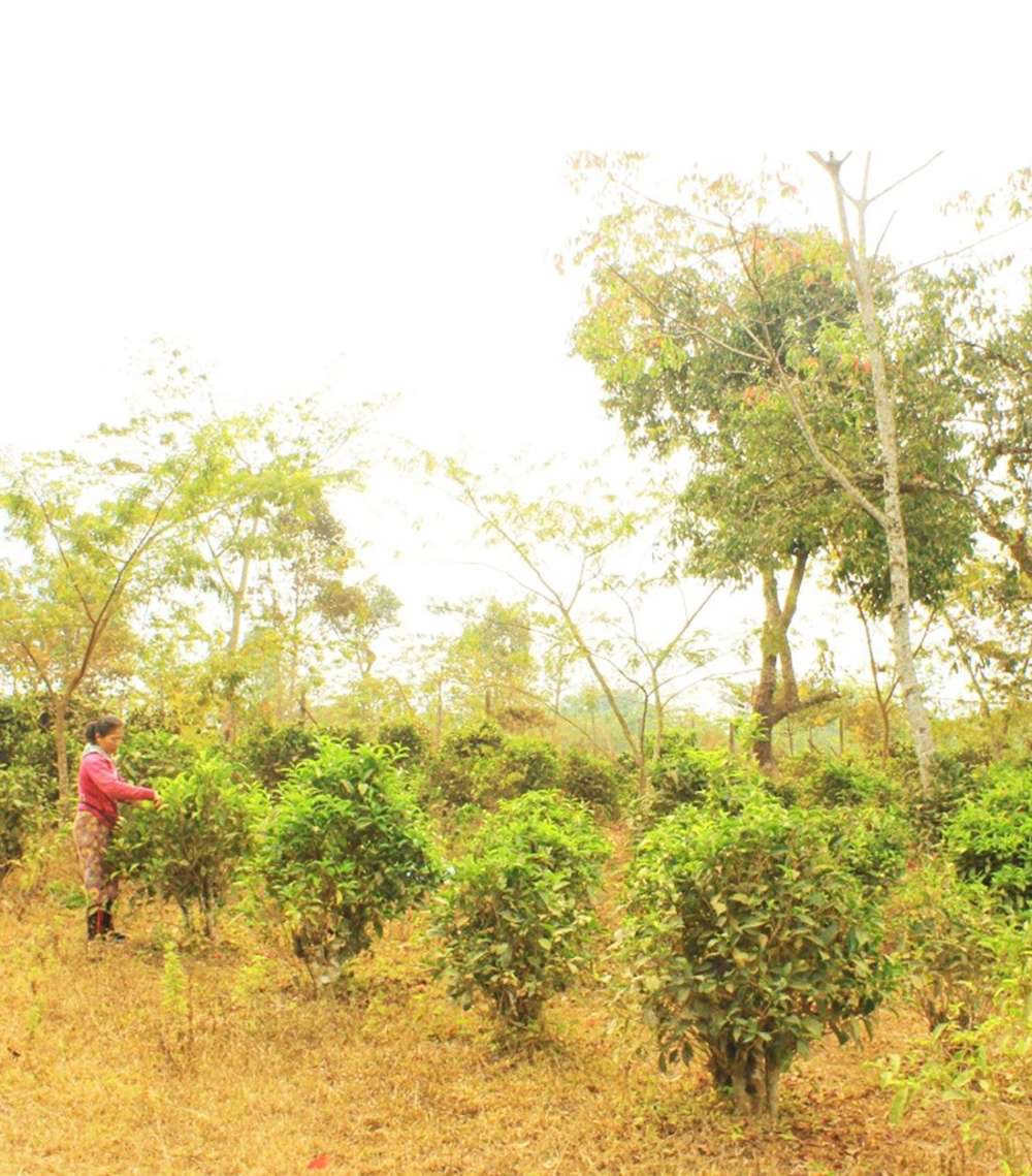Théiers de Madame Bua Li Lam, Thé Blanc du Laos