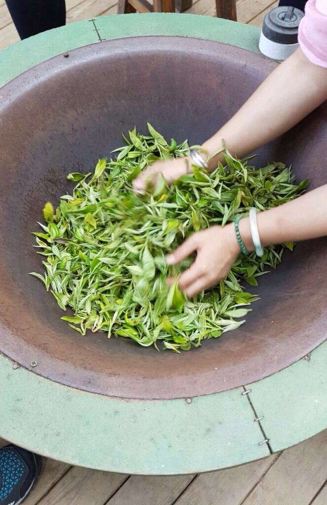 Fabrication artisanale d'un thé vert chinois : cuisson des feuilles fraîches dans un wok traditionnel