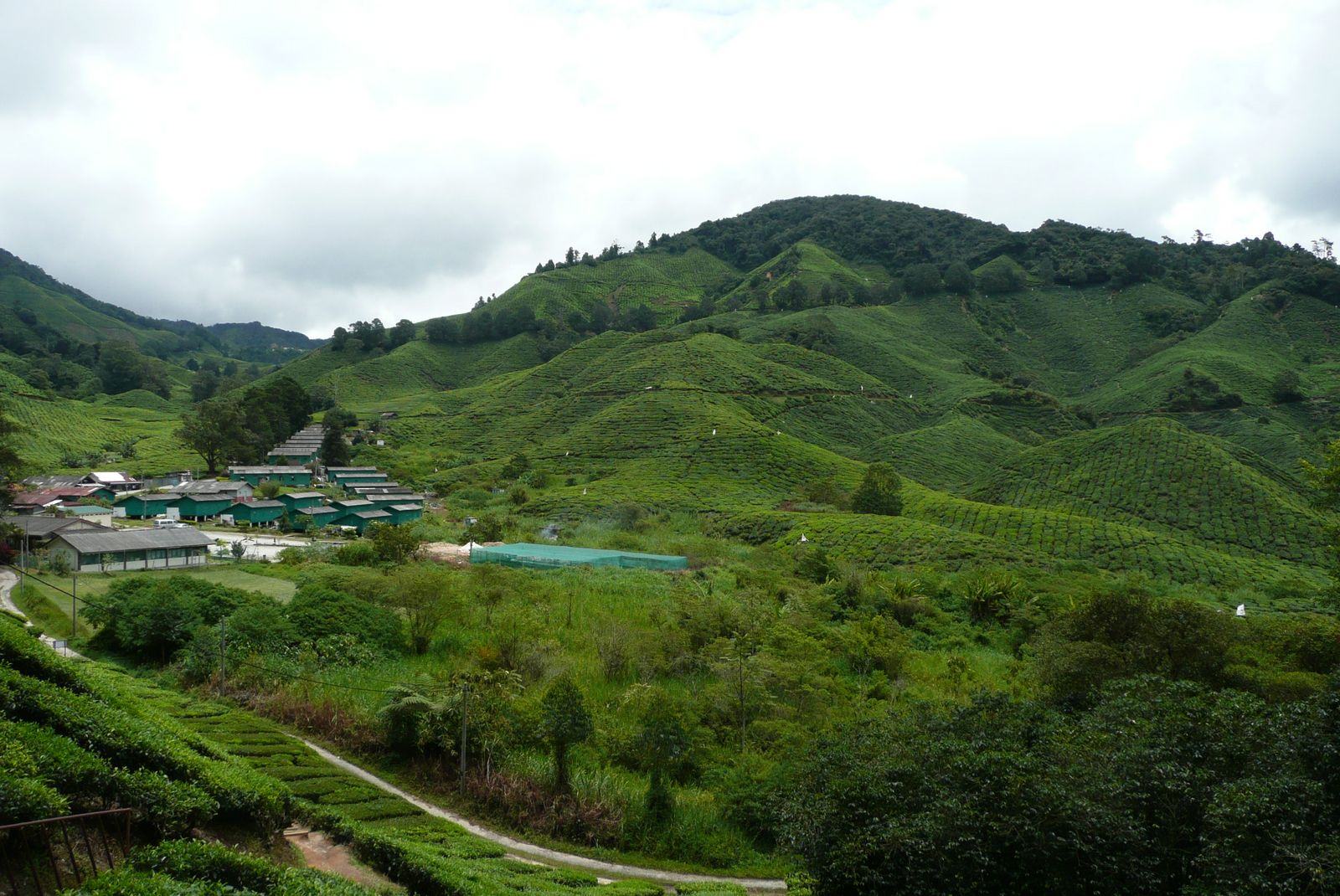 Plantation de thé dans un paysage de montagne en Asie