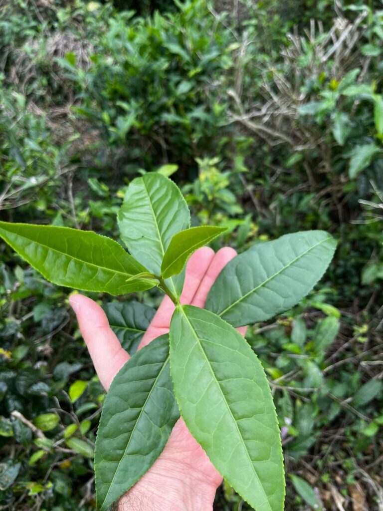 Jeune pousse et feuilles fraîches de théier dans la main