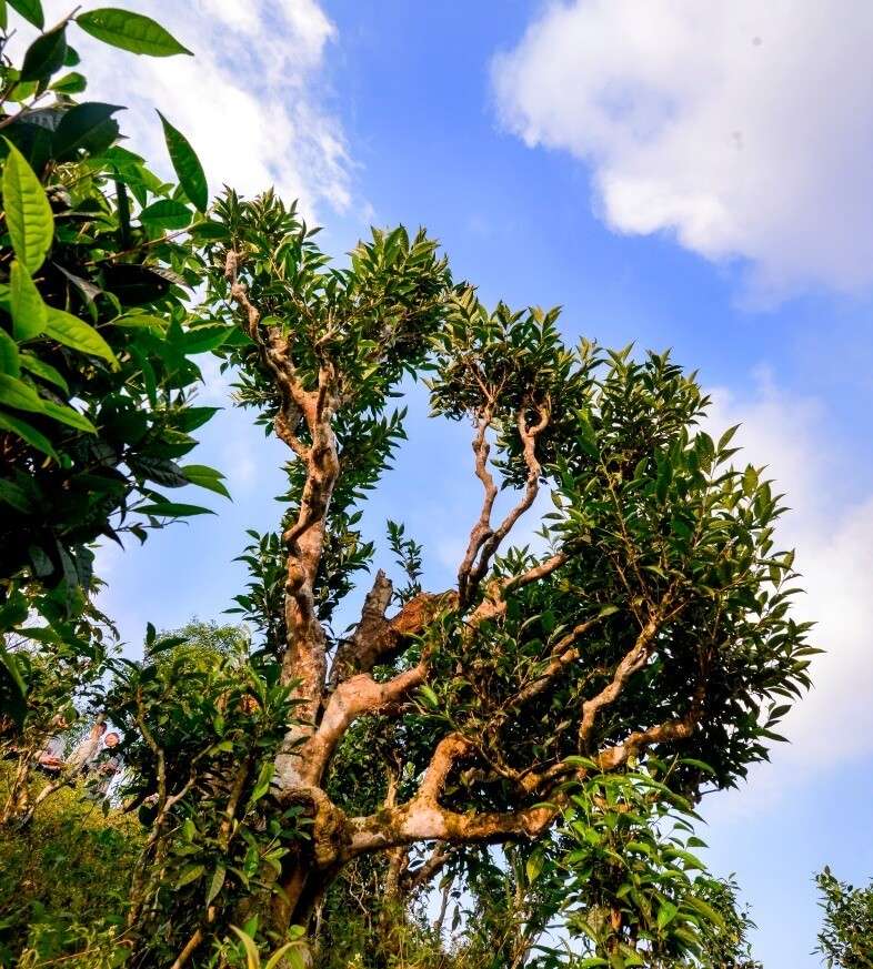 Grand théier Shan Tuyết à Cao Bồ, Hà Giang, Vietnam