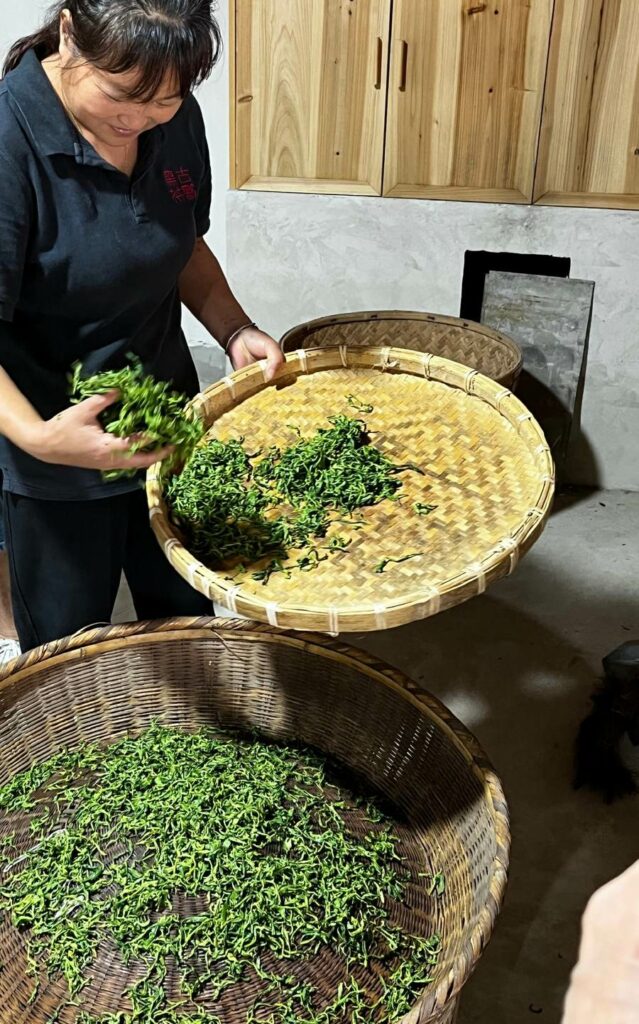 Travail manuel des feuilles de thé pendant leur transformation