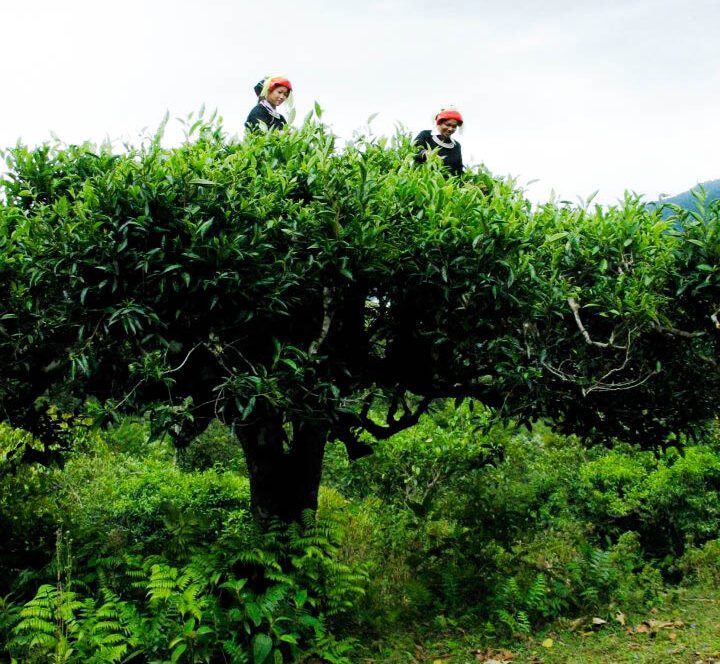 Cueilleuses dans un grand théier Shan Tuyết dans les montagnes du nord du Vietnam